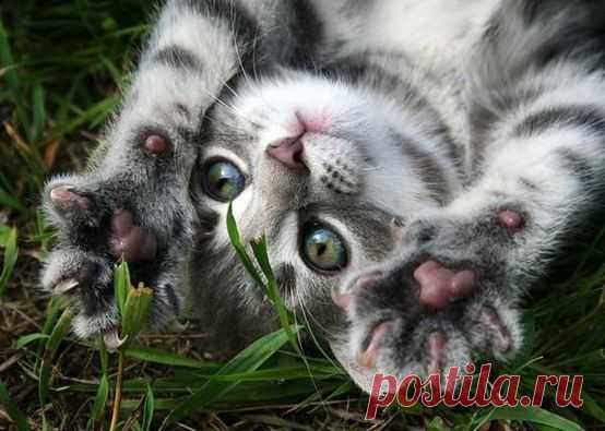 Мой Мир@Mail.Ru