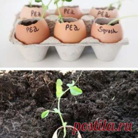 Пропорции счастья