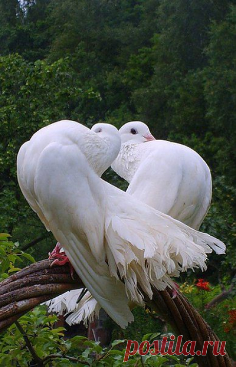 Живая валентинка