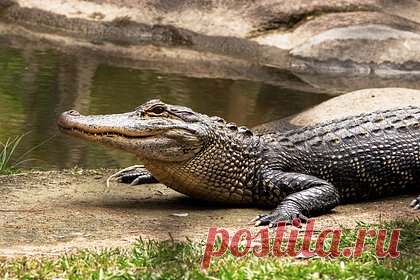 Пойман убивший пять человек гигантский крокодил-людоед. Специалисты по охране дикой природы в Уганде изловили огромного крокодила, который убил пять человек. Возраст рептилии составляет около 75 лет, а вес — 750 килограммов. Крокодила безуспешно пытались поймать два года. Когда это, наконец, удалось, рептилию перевезли в национальный парк, где она теперь будет проживать.
