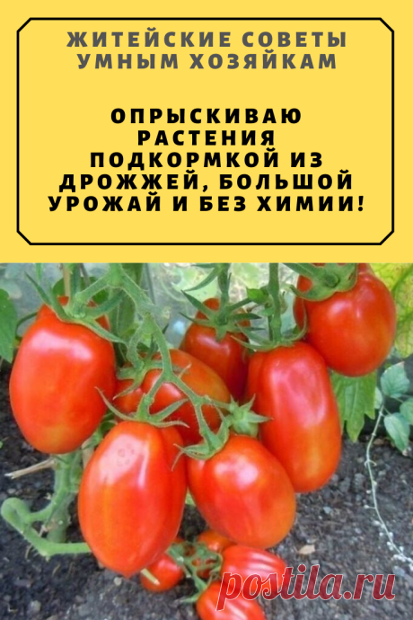 ОПРЫСКИВАЮ РАСТЕНИЯ ПОДКОРМКОЙ ИЗ ДРОЖЖЕЙ, БОЛЬШОЙ УРОЖАЙ И БЕЗ ХИМИИ! | Житейские Советы