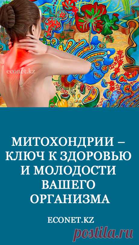 Митохондрии – это важная часть клеток, из которых состоят все ткани и органы человеческого организма. Они выполняют роль миниатюрных электрогенераторов, производящих энергию для жизнедеятельности и развития. Они вырабатывают ценные аминокислоты, превращая сахар и жиры в основу для размножения новых клеток.