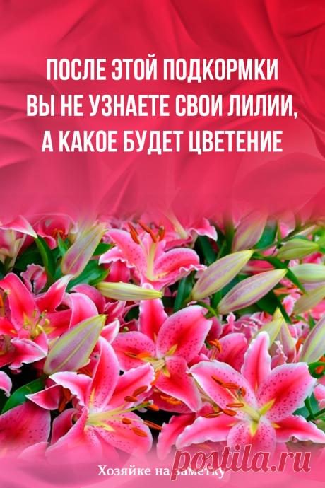 После этой подкормки вы не узнаете свои лилии, а какое будет цветение