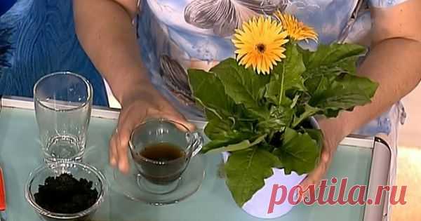 Натуральные удобрения для домашних цветов