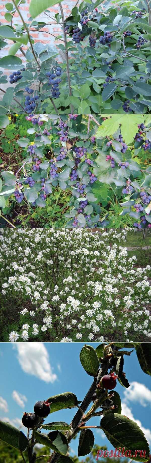 Ирга – кладезь ценных витаминов