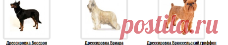 Коррекция поведения собак! Цена корректировки поведения собаки Москва! | Центр Дрессировки Собак "Инстинкт"