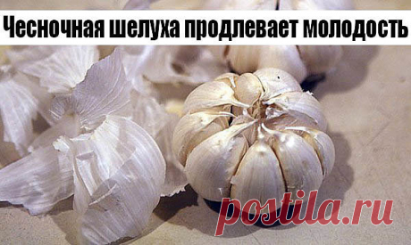 Чесночная шелуха продлевает молодость.

Белую шелуху от чеснока не выбрасывайте когда вы его чистите. А собирайте её и храните. Это ценнейшее средство для продления молодости. Для этого каждый месяц надо пить напиток, приготовленный из белой шелухи чеснока. 

* Приготовление.
- Взять горсть шелухи чеснока. 
- Вскипятить чайник и подождать от 1 до 3 минут, и только потом залить  шелуху стаканом кипятка. 
- Нельзя ни в коем случае пить горячий или даже слегка теплый напиток....