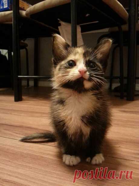 Tiny Rescue Baby - Альбом на Imgur