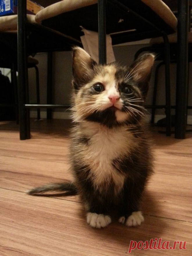 Tiny Rescue Baby - Альбом на Imgur