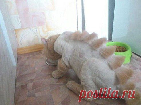 Постриг кота. Ни о чём не жалею.