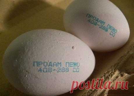 Директор птицефабрики продает машину.)))