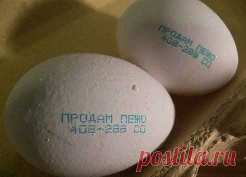 Директор птицефабрики продает машину.)))