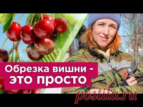 КАК ОБРЕЗАТЬ ВИШНЮ ВЕСНОЙ? Ягоды будут огромного размера, а дерево компактным