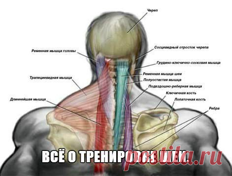 ВСЁ О ТРЕНИРОВ / Спорт Сильных!