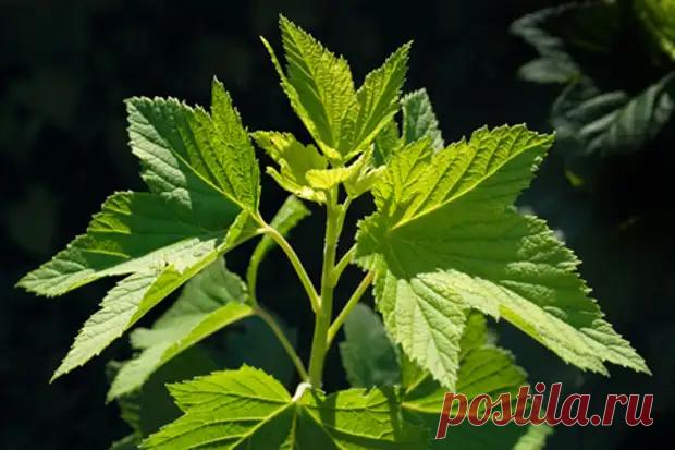 Весна: уход за смородиной. Обрезка, полив, размножение черенками - Твой Ремонт и Твоя дача! - медиаплатформа МирТесен