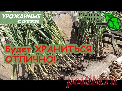 Что ТАКОГО сделать с ЧЕСНОКОМ после выкопки, чтобы он ДОЛГО ХРАНИЛСЯ?