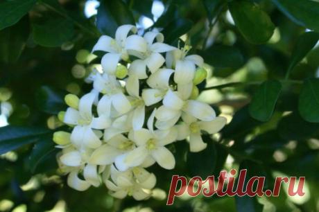 Муррайя – аромат здоровья и оптимизма