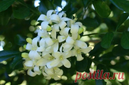 Муррайя – аромат здоровья и оптимизма