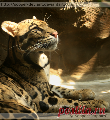 Красивая фотография с экзотическими кошками