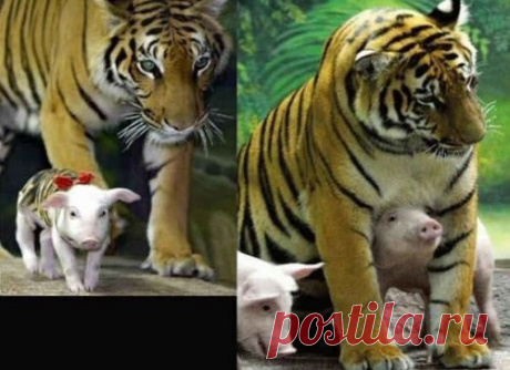 Дружные животные, которые подарят вам улыбку