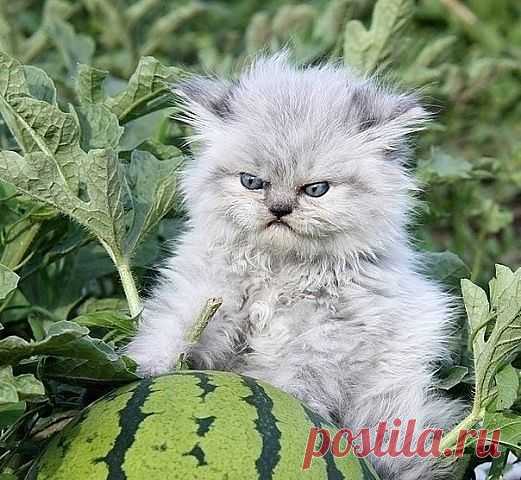Одноклассники