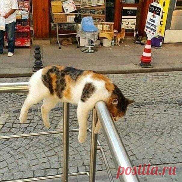 Я кот. Мне так удобно