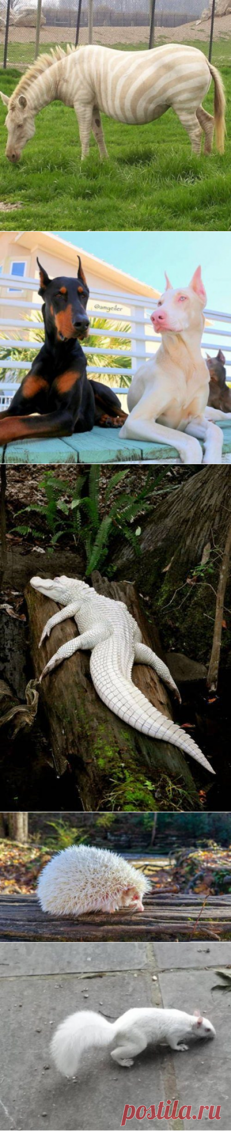 Животные, которые выглядят очень необычно