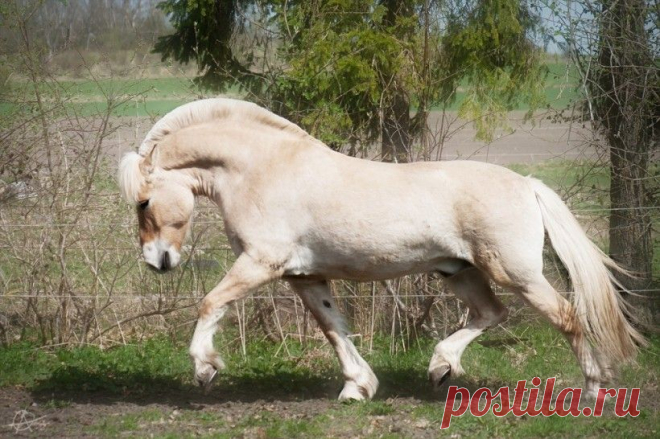15 Самых Удивительных Пород Лошадей!