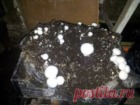 До 5 кг грибов с одного мешка. Выращивайте грибы вешенка и шампиньоны сами у себя дома..Купить готовый грибной блок, который полностью готов к росту грибов вешенка - с одного блока 3-5 кг грибов. 
По выращиванию и доставке пишите в личку или ВАЙБЕР и ВАЦАПП +7 978 073 47 26  Александр. Отправка оп Всей России ТК КИТ.