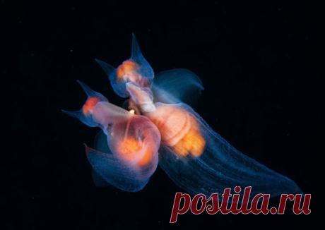 13 финалистов конкурса фотографий дикой природы 2017!