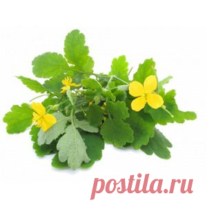 ОЧИЩАЮЩИЙ КВАС ИЗ ЧИСТОТЕЛА