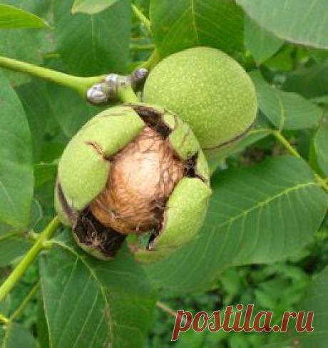 Орех грецкий - лечебные свойства, рецепты