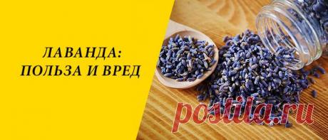 Лаванда: польза и вред для здоровья организма человека Лаванда: особенности и история, польза и вред, применение в народной медицине, кулинарии и косметологии, рецепты блюд.
