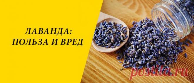 Лаванда: польза и вред для здоровья организма человека Лаванда: особенности и история, польза и вред, применение в народной медицине, кулинарии и косметологии, рецепты блюд.
