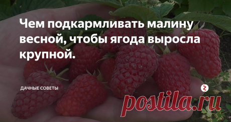 Чем подкармливать малину весной, чтобы ягода выросла крупной. Если хотите заполучить отменный урожай вкусной малины, то с наступлением  весны следует ее удобрить. После применения определенных подкормок,  ягоды малины будут крупными, вкусными, а их количеству не будет конца.  Существует несколько вариантов внесения подкормок, о которых далее  пойдет речь.
Первый способ это удобрение кемирой или азофоской. Для этого в 10 литрах  воды разведите 3 ст. ложки удо