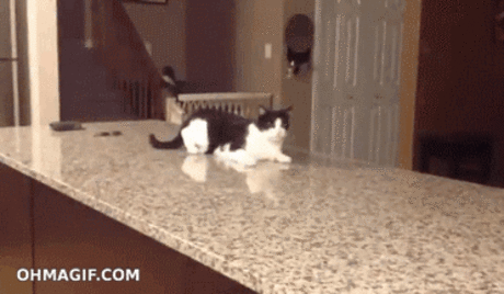 Funny Cat GIF - Cat Cats Funny - Discover & Share GIFs Click to view the GIF