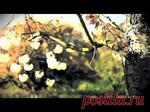 Mehdi Instrumental - Blossoming Flowers.