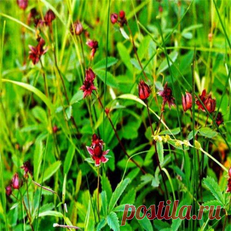 Сабельник победил артрит