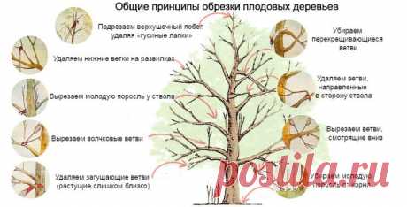 Обрезка плодовых деревьев