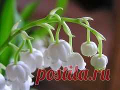 (1) Одноклассники