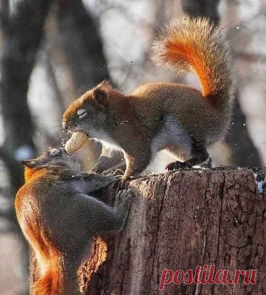 Живая природа
