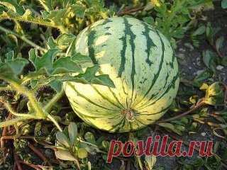 ТОНКОСТИ И ХИТРОСТИ ВЫРАЩИВАНИЯ АРБУЗА
Спрашиваете как вырастить сладкий спелый крупный арбуз в наших условиях? Нет ничего проще! 
Это можно сделать даже без теплиц и навоза, которые сегодня недешево стоят. Многие просто не верят в то, что на своих дачах могут вырастить арбузы весом в 8-10 килограмм, а то и больше. Как показывает опыт, для этого необходимо знать некоторые тонкости и хитрости. Как вырастить арбуз.
🍉Начать нужно с выбора сорта или гибрида
Гибриды имеют явные преимущества. Они