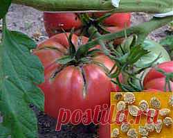 Как собрать и хранить семена томатов. Сколько хранятся семена помидоров. Как получить свои семена помидоров