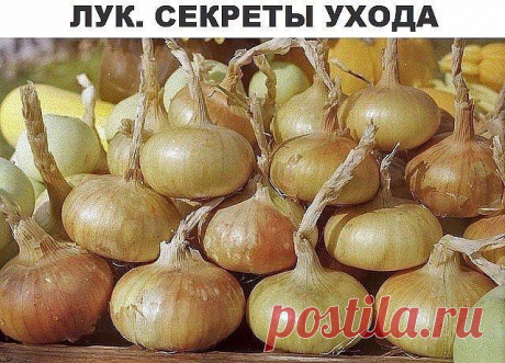 Лук. Секреты ухода и большого урожая. - Садоводка