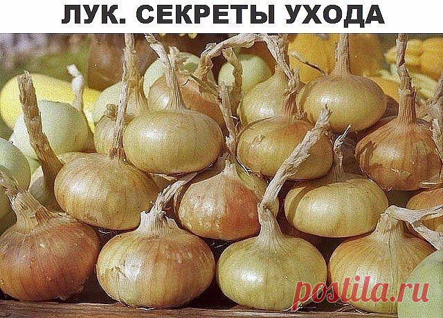 Лук. Секреты ухода и большого урожая. - Садоводка