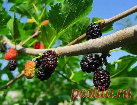 Варенье из шелковицы. Рецепты варенья из шелковицы. Как приготовить