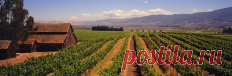 Америка — американские вина и регионы виноделия | Все о винах