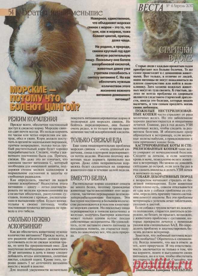 Морские свинки. Старички в доме