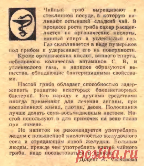Гриб чайный