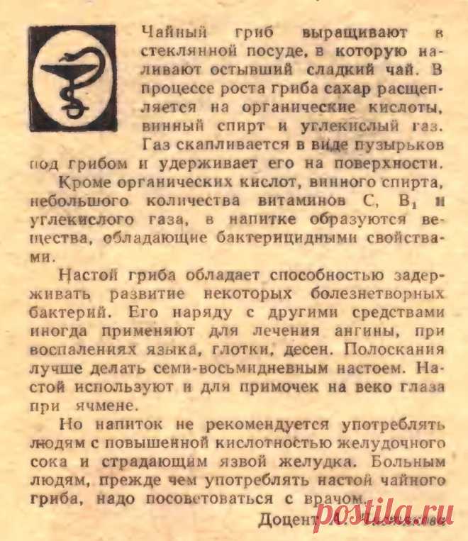 Гриб чайный